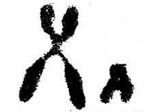 Chromosome-1.jpg